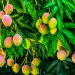 স্বাদে-গন্ধে ভরপুর অর্গানিক আম: প্রকৃতির স্পর্শে এক অন্যরকম ভালোবাসা