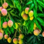 স্বাদে-গন্ধে ভরপুর অর্গানিক আম: প্রকৃতির স্পর্শে এক অন্যরকম ভালোবাসা