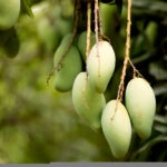 খাদ্যে ভেজাল চিনতে শিখুন — গুড় বা আম কেনার সময় যে বিষয়গুলো খেয়াল করবেন